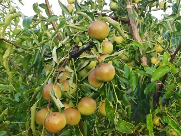 农产品检测仪器配置及应用方案