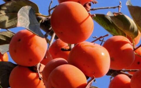 农产品中非法添加物检测方案